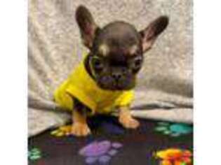 French Bulldog Puppy for sale in Taylor, TX, USA
