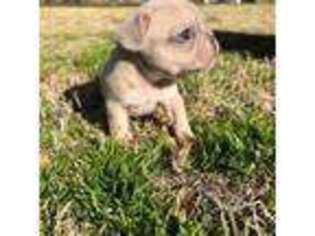 French Bulldog Puppy for sale in Van, TX, USA
