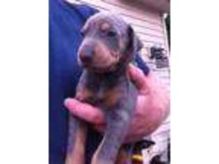 Mutt Puppy for sale in CEDARVILLE, OH, USA