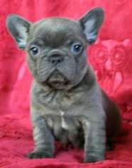 French Bulldog Puppy for sale in Bluff City, TN, USA