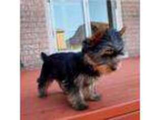 Yorkshire Terrier Puppy for sale in Buxton, ME, USA