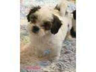 Maltese Puppy for sale in Brookfield, CT, USA