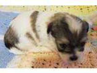 Mal-Shi Puppy for sale in Anderson, AL, USA