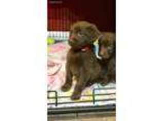 Mutt Puppy for sale in Belfry, KY, USA