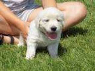 Mutt Puppy for sale in Fairland, OK, USA