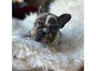 French Bulldog Puppy for sale in Richland, WA, USA