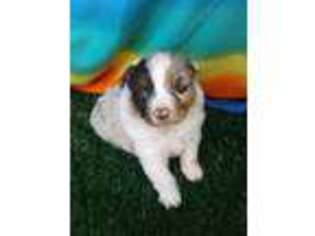 Australian Shepherd Puppy for sale in Burlington, NC, USA