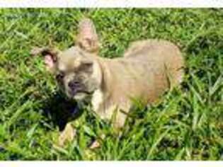 French Bulldog Puppy for sale in Drury, MO, USA
