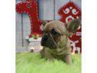 French Bulldog Puppy for sale in Salisbury, PA, USA