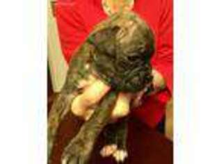 Boxer Puppy for sale in Byron, CA, USA