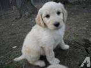 Goldendoodle Puppy for sale in RIPLEY, NY, USA