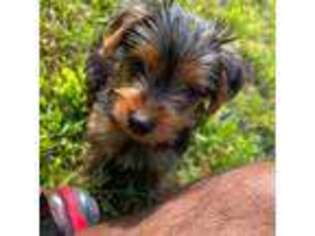 Yorkshire Terrier Puppy for sale in Jamaica, NY, USA