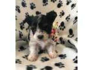 Biewer Terrier Puppy for sale in Gaffney, SC, USA
