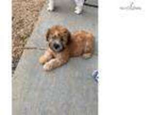 Soft Coated Wheaten Terrier Puppy for sale in Florence, SC, USA