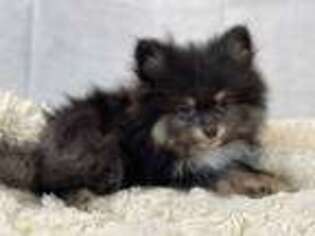 Pomeranian Puppy for sale in Apex, NC, USA