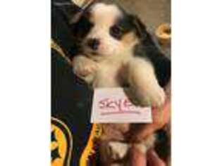 Pembroke Welsh Corgi Puppy for sale in Eighty Four, PA, USA