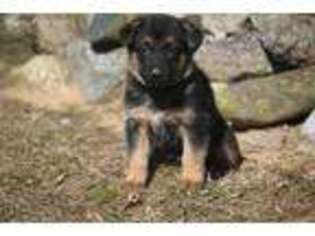 German Shepherd Dog Puppy for sale in Grand Rapids, MI, USA