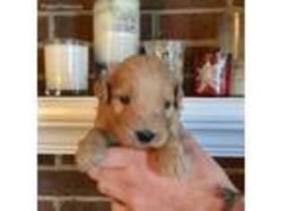 Goldendoodle Puppy for sale in Jarrell, TX, USA