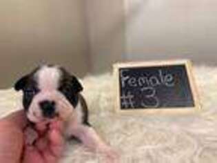 Boston Terrier Puppy for sale in Huntsville, AL, USA