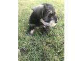 Mutt Puppy for sale in Athens, GA, USA