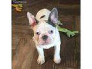 French Bulldog Puppy for sale in Narvon, PA, USA