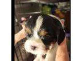 Cavalier King Charles Spaniel Puppy for sale in Dewitt, MI, USA
