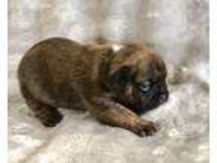 French Bulldog Puppy for sale in Harriman, TN, USA