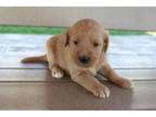 Labradoodle Puppy for sale in New Haven, IN, USA