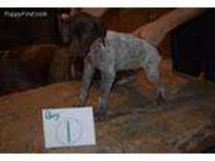 German Shorthaired Pointer Puppy for sale in Belle Plaine, IA, USA