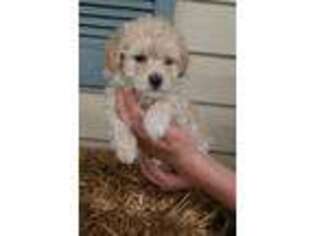 Shih-Poo Puppy for sale in Broadway, VA, USA