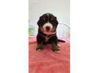 Bernese Mountain Dog Puppy for sale in Las Vegas, NV, USA