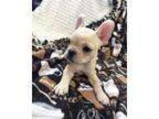 French Bulldog Puppy for sale in Cedar City, UT, USA