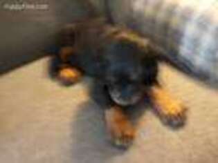 Mutt Puppy for sale in Guilford, CT, USA