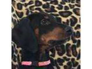 Doberman Pinscher Puppy for sale in Onset, MA, USA
