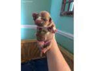 American Bulldog Puppy for sale in Farmville, NC, USA