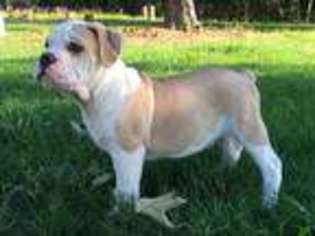 Olde English Bulldogge Puppy for sale in Blountsville, AL, USA