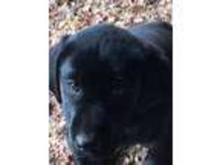 Labrador Retriever Puppy for sale in Pikeville, TN, USA