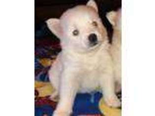 Mutt Puppy for sale in Vilonia, AR, USA