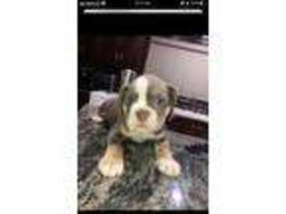 Olde English Bulldogge Puppy for sale in Staten Island, NY, USA