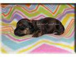 Dachshund Puppy for sale in Fort Branch, IN, USA
