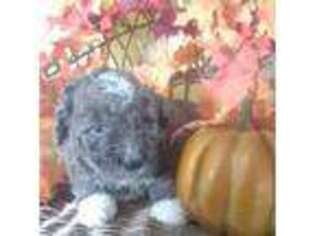 Mutt Puppy for sale in Knox, PA, USA