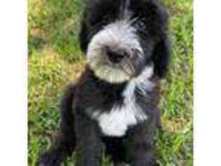 Mutt Puppy for sale in Littleton, CO, USA