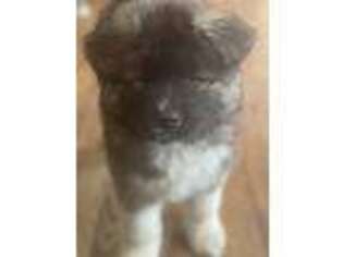 Akita Puppy for sale in Cincinnati, OH, USA