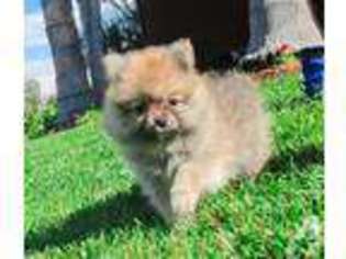 Pomeranian Puppy for sale in San Diego, CA, USA