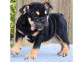 Bulldog Puppy for sale in Rogersville, MO, USA