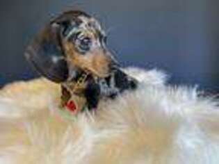 Dachshund Puppy for sale in Carteret, NJ, USA