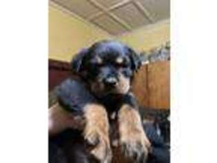 Rottweiler Puppy for sale in Auburn, NY, USA