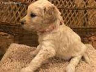 Goldendoodle Puppy for sale in Mountain Lake, MN, USA