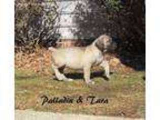 29 Best Photos Boerboel Puppies For Sale In Va / Revelation Boerboels Home