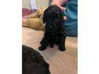 Labradoodle Puppy for sale in Morristown, TN, USA